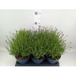 Lavandula angus. 'Felice'