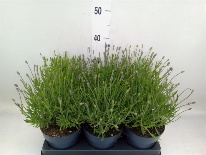 <h4>Lavandula angus. 'Felice'</h4>