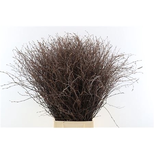 BERK 70CM PER BOS BUITEN 3 KIST