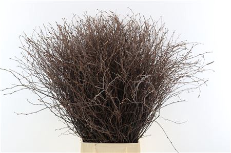 BERK 70CM PER BOS BUITEN 3 KIST