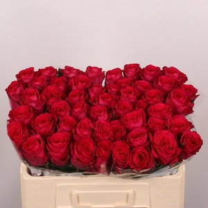 R Gr Madam Cerise