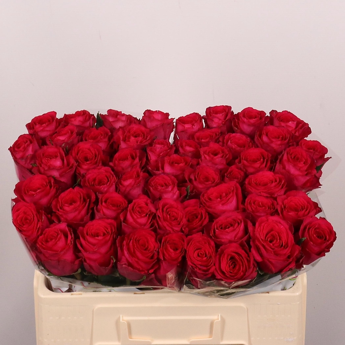 <h4>R GR MADAM CERISE</h4>