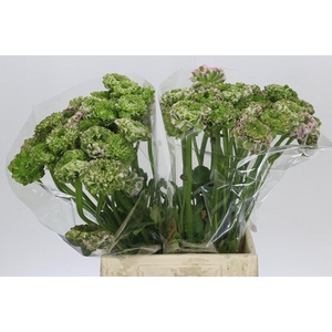 Ranunculus Pon Pon Hermione