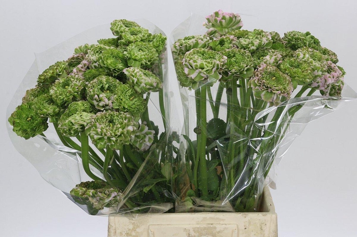 <h4>Ranunculus Pon Pon Hermione</h4>