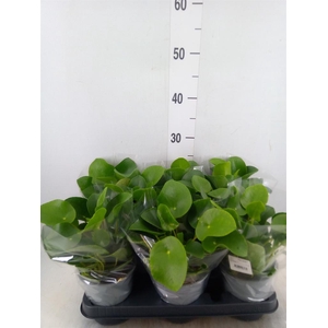 Pilea peperomioides