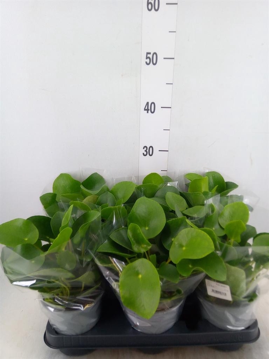 <h4>Pilea peperomioides</h4>