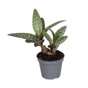 LEDEBOURIA SOCIALIS P6