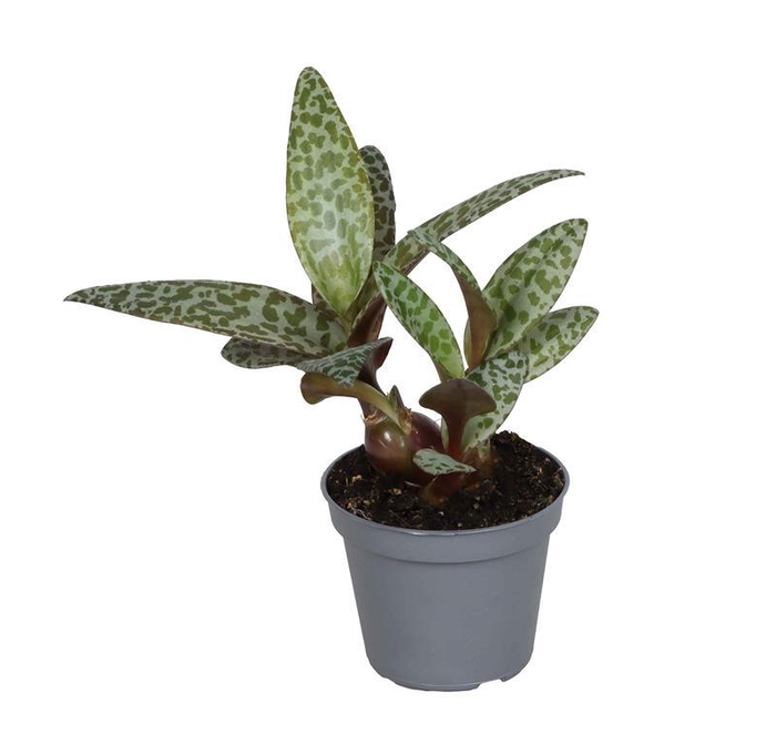 <h4>LEDEBOURIA SOCIALIS P6</h4>