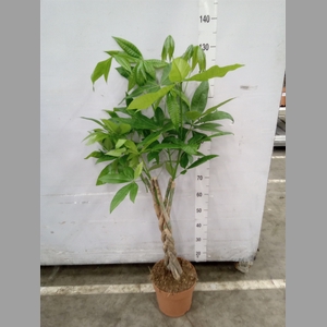 Pachira aquatica