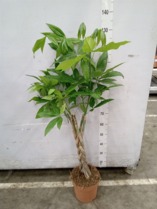 <h4>Pachira aquatica</h4>