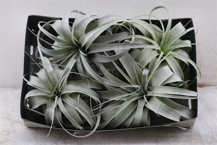 Xerographica X4