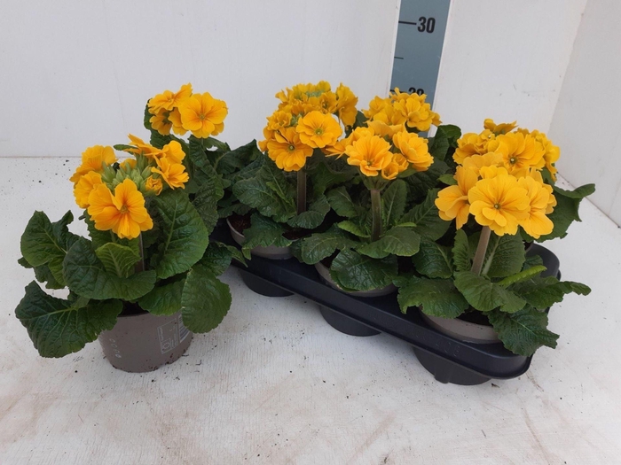 <h4>Primula elat.</h4>