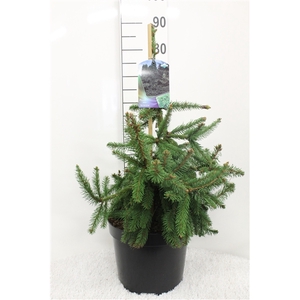 Picea abies 'Acrocona' P29 potgedrukt