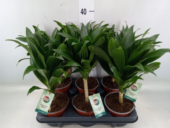 <h4>Dracaena frag. 'Janet Craig'</h4>