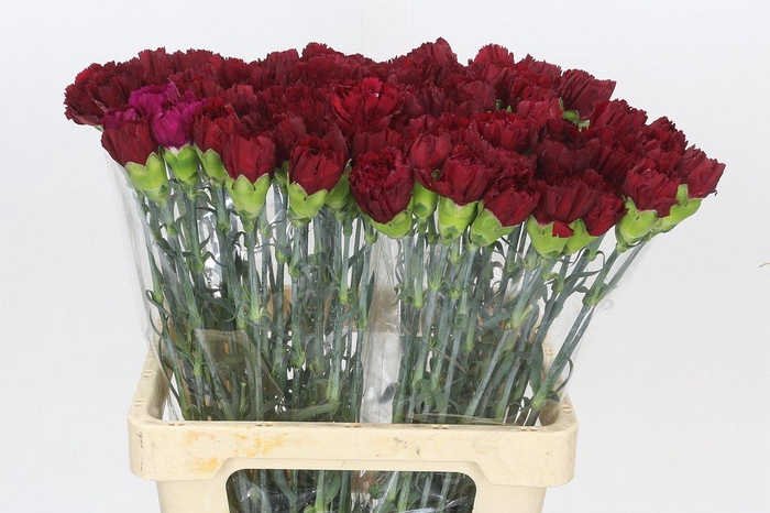 <h4>Dianthus St Berg</h4>