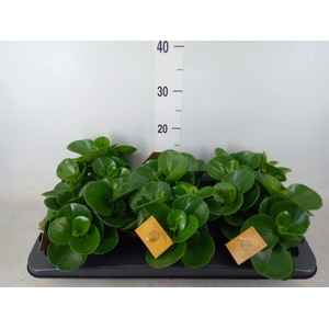 Peperomia obt. 'Green Gold'