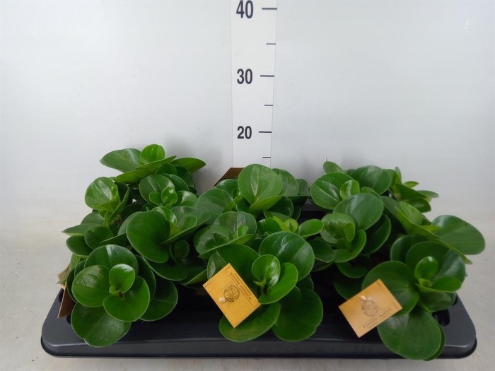 <h4>Peperomia obt. 'Green Gold'</h4>