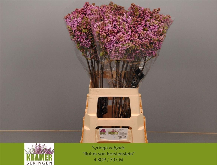 <h4>Syr V R V Horstenstein</h4>