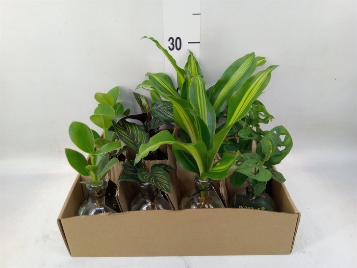 <h4>Planten  ..mix</h4>