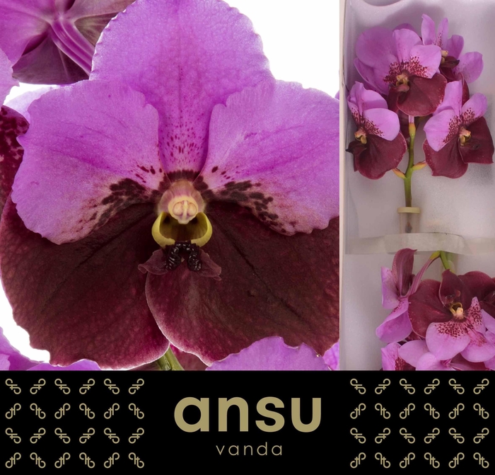 Vanda Divana Pink Maroon
