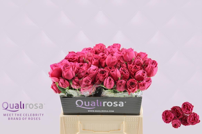 <h4>R Tr Hot Pink Lace</h4>