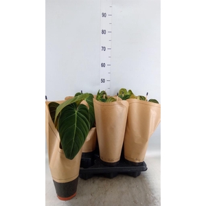 Philodendron melanochrysum