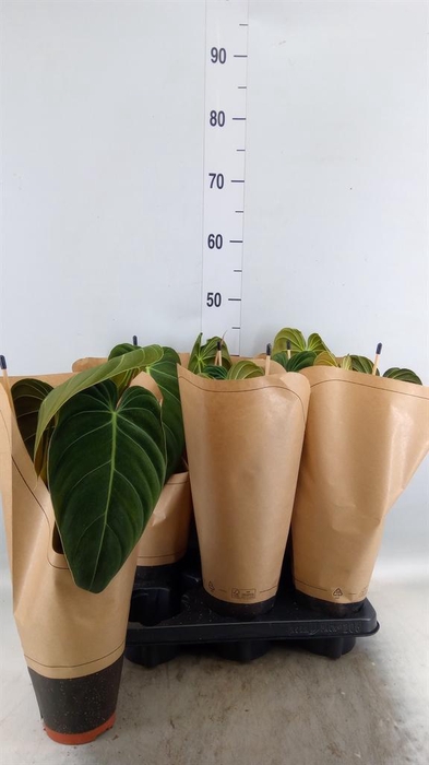 <h4>Philodendron melanochrysum</h4>