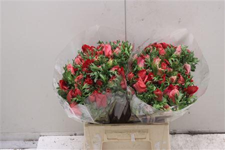 <h4>Anem Co Mistral Red</h4>