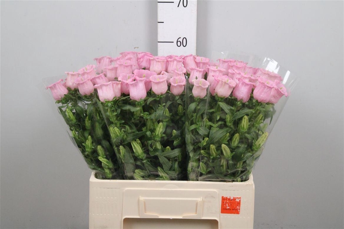 <h4>Camp M Pearl Pink</h4>