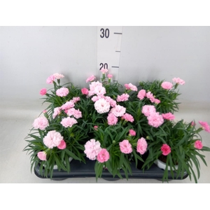 Dianthus  'I Love U'