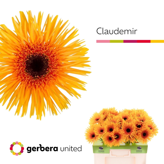 <h4>Gerbera Spider Claudemir Water</h4>
