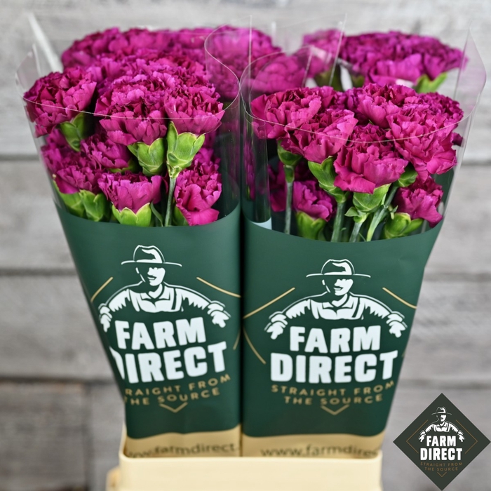 <h4>DI ST HAPPY GEMA 65CM</h4>