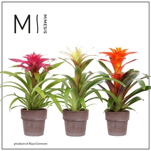 Mimesis Guzmania Happy -12 cm