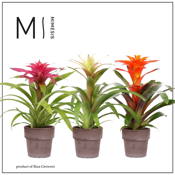 <h4>Mimesis Guzmania Happy -12 cm</h4>
