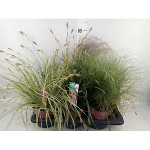Carex   ...mix