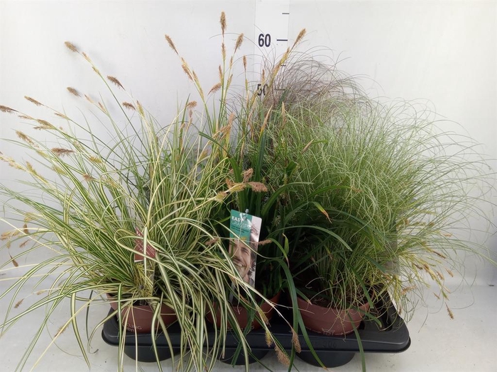 <h4>Carex   ...mix</h4>