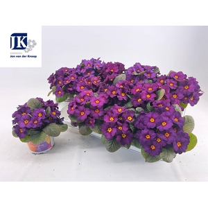 PRIM AC OBSID PURPLE