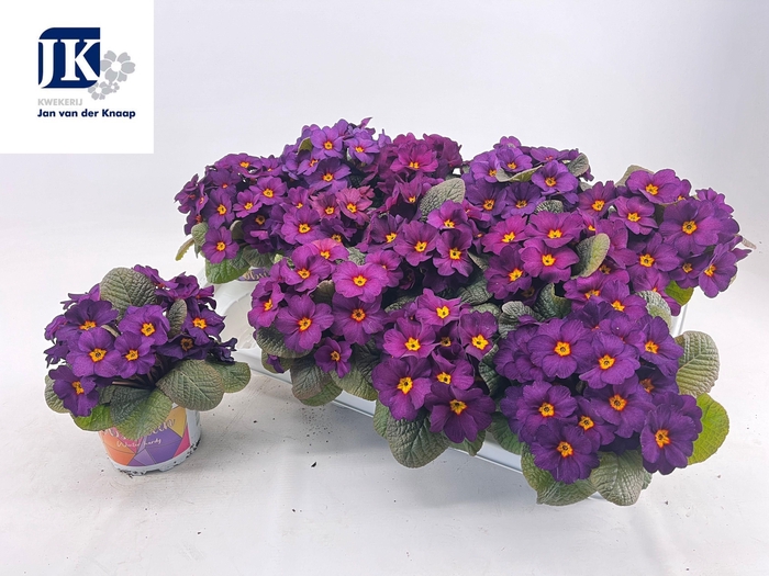 <h4>PRIM AC OBSID PURPLE</h4>