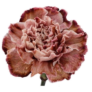 Dian. ST. DYED Brownie