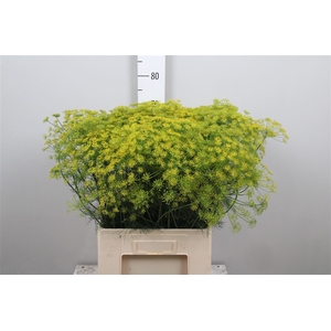 Anet Graveolens