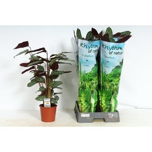 CTENANTHE COMPACTSTA