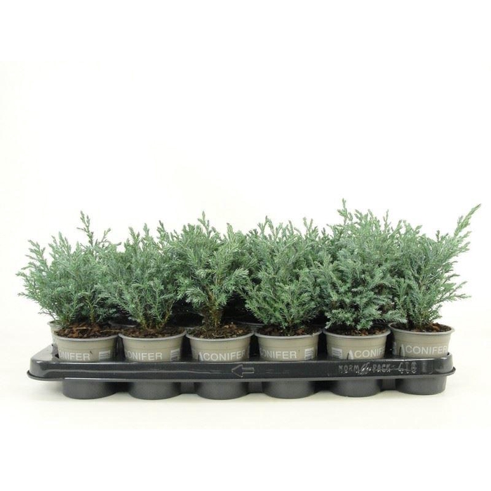 <h4>Chamaecyparis pis. 'Baby Blue'</h4>