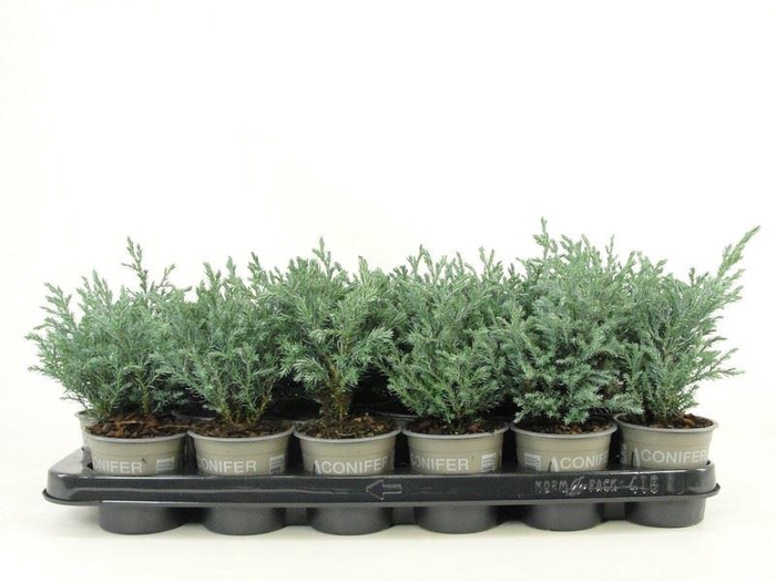 Chamaecyparis pis. 'Baby Blue'