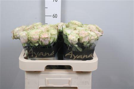 <h4>R Gr Country Secret</h4>