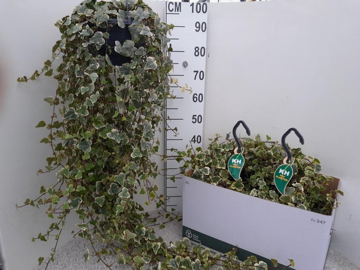 <h4>HED HE WHITE WONDER</h4>