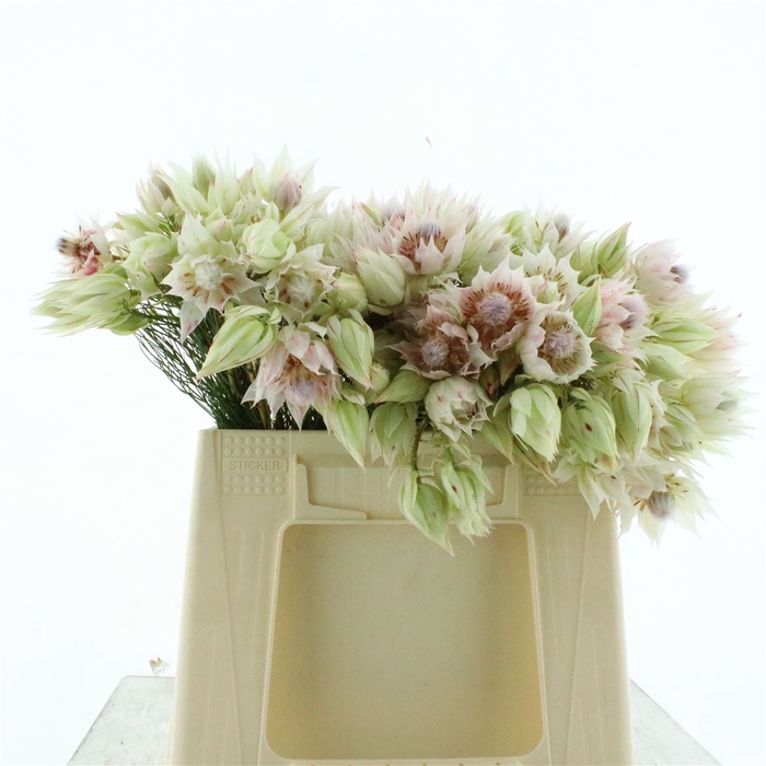 <h4>Serr Blushing Brides White</h4>