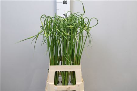 <h4>Allium Sat Ophioscor</h4>