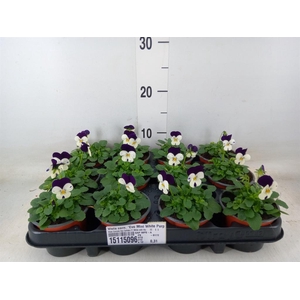 Viola corn. 'Evo Mini White Purple'