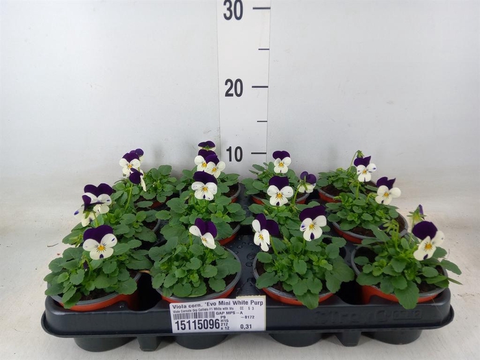<h4>Viola corn. 'Evo Mini White Purple'</h4>