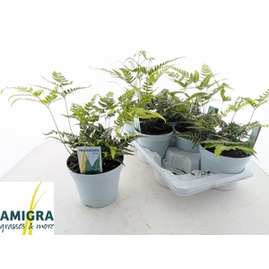 ARACH ARIS VARIEGATA